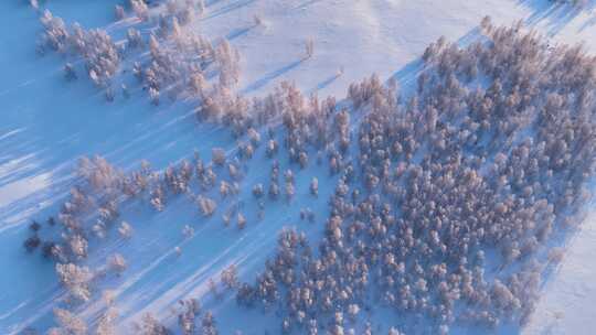 冬季白桦林雪景