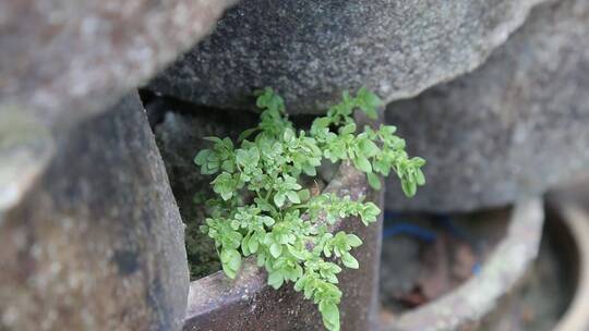 碗坯杂草万物复苏