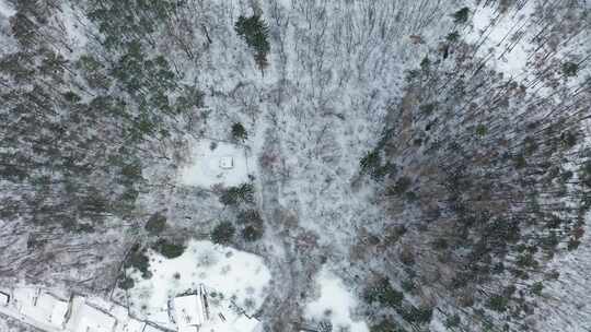 空中拍摄被雪覆盖的树林