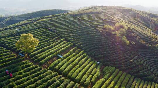 4K航拍-杭州龙坞茶园-龙井茶产地-茶叶采摘视频素材模板下载