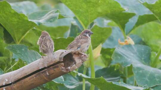 篱笆上的小憩：麻雀的田园诗篇