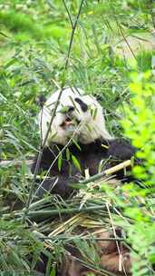大熊猫吃竹子特写镜头