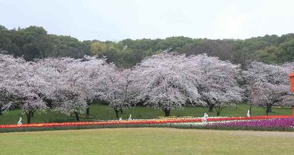 苏州上方山国家森林公园春天美丽景观