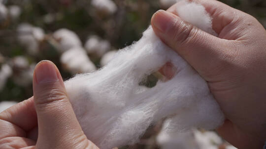 在新疆棉花田里把采摘的棉花撕开60帧