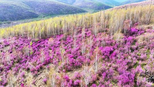 航拍大兴安岭春季山林杜鹃花海