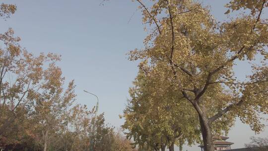 北京紫禁城银杏树4K实拍