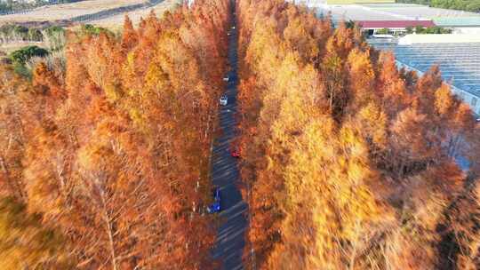 塘下公路 汽车行驶 水杉林