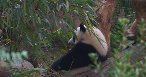 大熊猫吃竹子