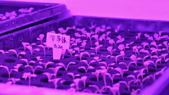 紫光下的植物幼苗生长
