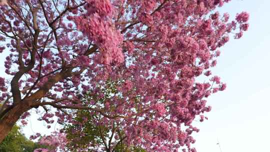 紫花风铃木