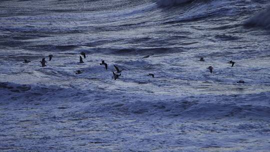 冬季海面上搏击风浪的海鸥