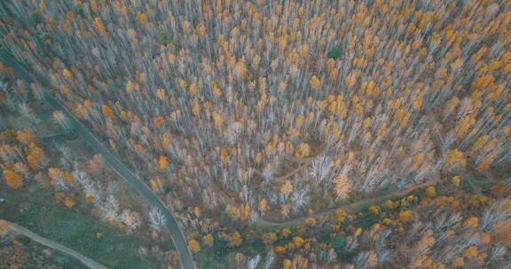 航拍俄罗斯西伯利亚平原森林树木