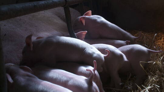 农场里的猪视频素材模板下载