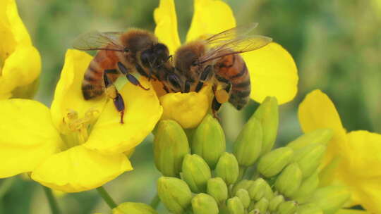 两只蜜蜂在油菜花上采蜜特写镜头视频素材模板下载