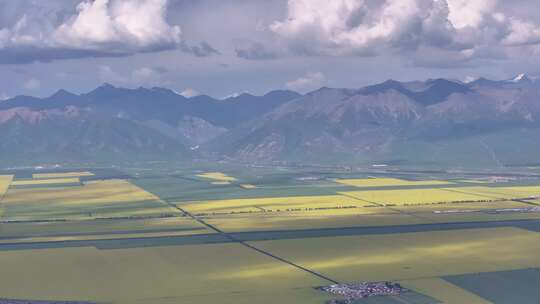 青海门源县达板山油菜花田航拍4k视频