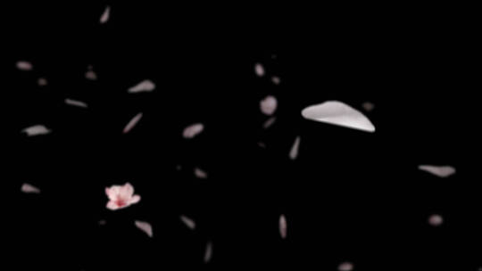 4K浪漫玫瑰花瓣飘落光效过渡叠加视频素材4