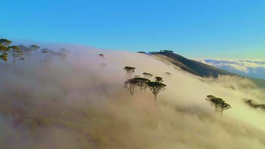 茶山云海、铺满云层的山脉、大自然平流雾