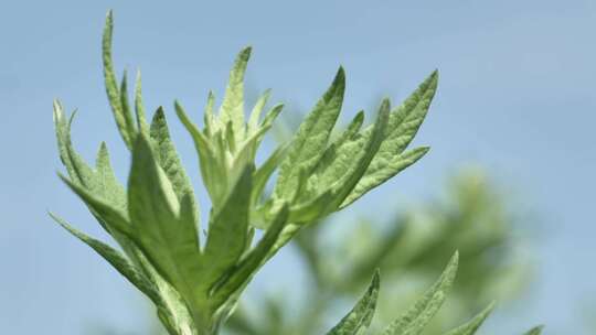 视频艾草收获成长农村农业农民种植芒种小满