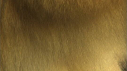 一只12岁的母金丝猴2视频素材模板下载