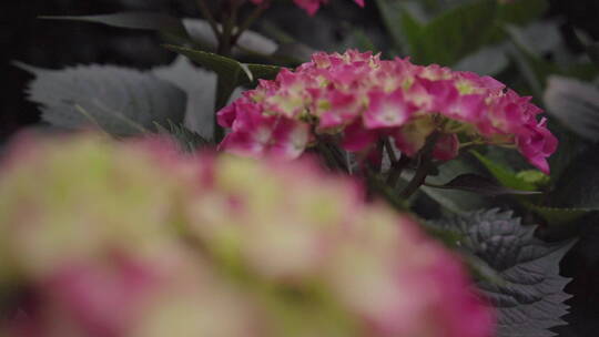植物森林治愈雨水唯美意境清新自然