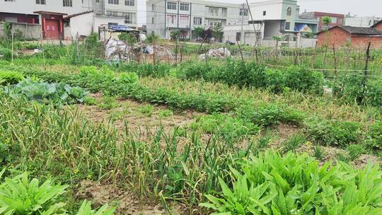 农村房屋花草树木绿色植物菜园