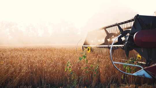 现代化农机收割小麦