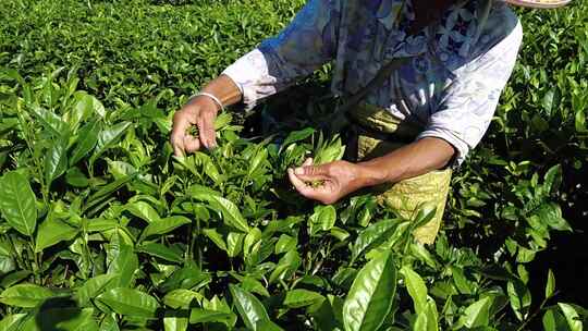 茶山茶园绿茶春茶茶叶采茶