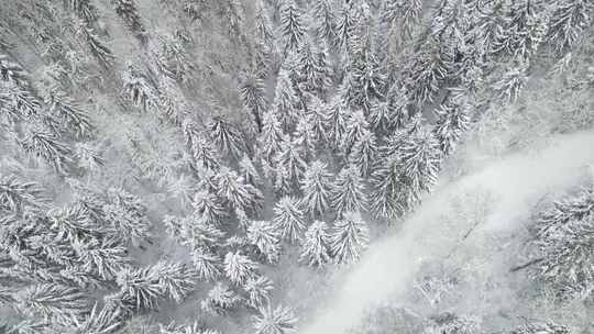 雪落在树上