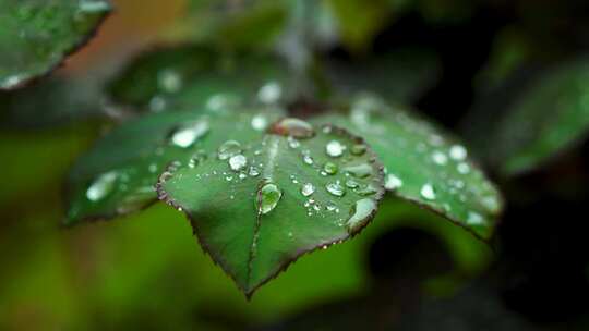 雨天植物叶子的雨水雨滴水珠的自然治愈风景