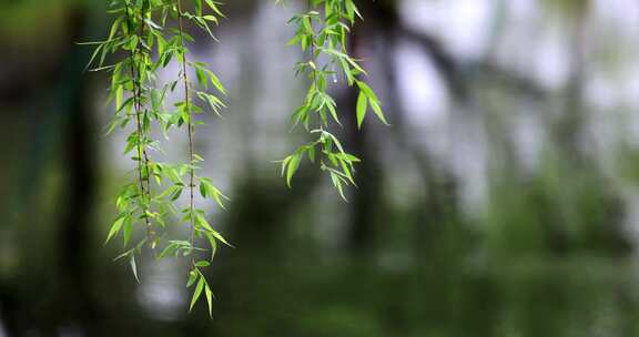 （慢镜）下雨天湖边挂着雨滴的柳条飘动