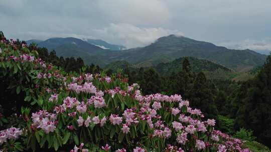 天台华顶杜鹃