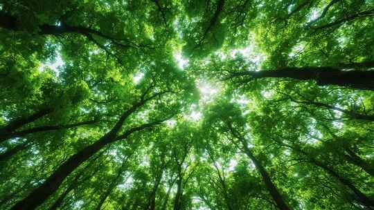 森林仰视阳光穿透树叶景象