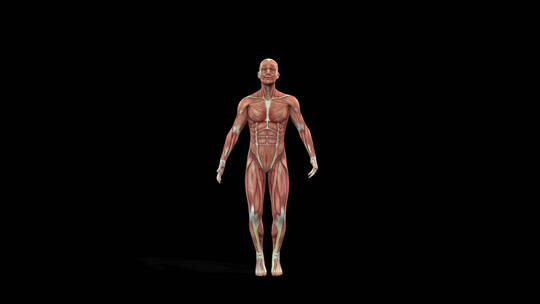 肌肉 人体 医学 结构 骨骼 腹肌 臀腿肌肉