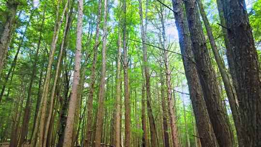 天然氧吧森林光影树林树木唯美空气清新