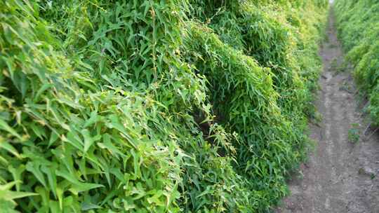 种植的山药，山药架