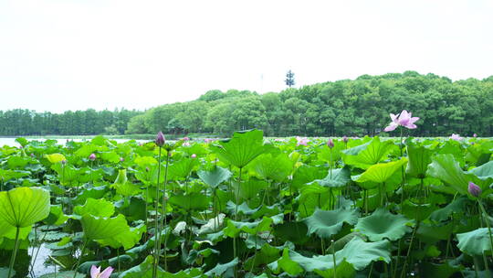 武汉东湖生态旅游风景区