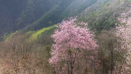 杭州富阳浮云岭山野樱花游步道航拍