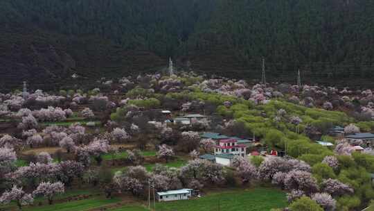 林芝 林芝桃林 西藏