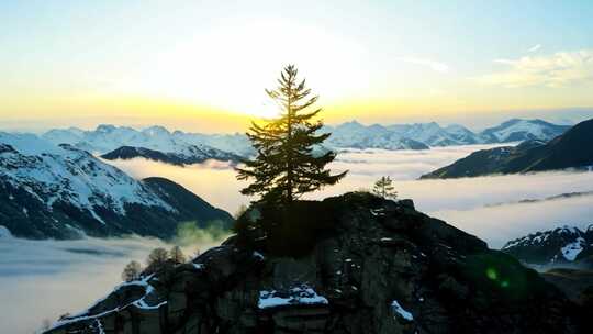 高山云海日出下的孤松