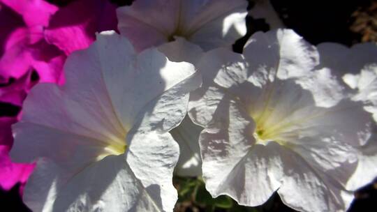 盛开的白色喇叭花