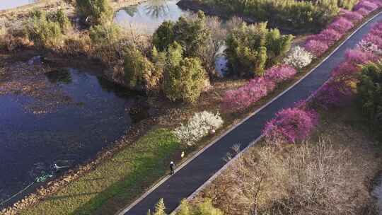 杭州西溪湿地春天公园小路 航拍梅花美景