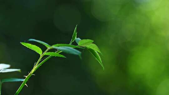 森林里绿色植物枝头光影特写