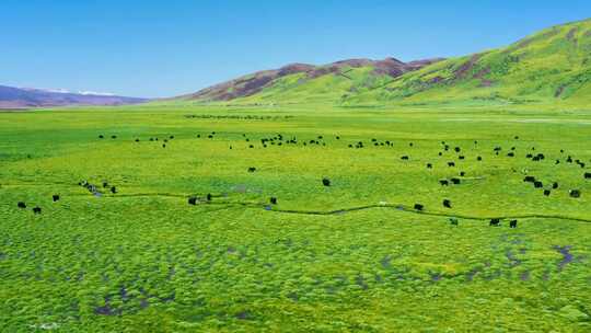 航拍 草原 蒙古包 羊群 航拍