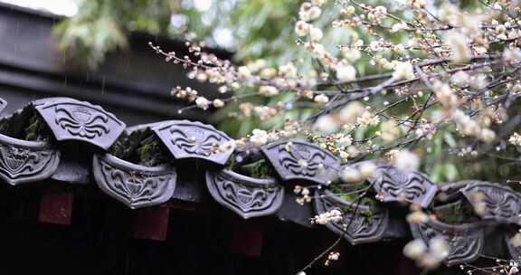 屋檐旁挂着雨滴的梅花特写