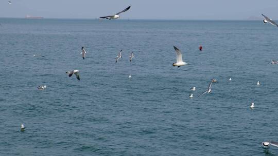海滨城市海面上飞翔盘旋栖息的海鸥视频素材模板下载