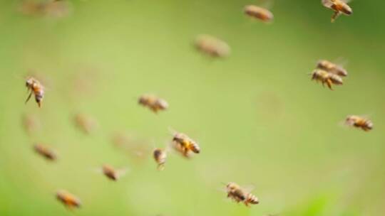 春天的田野里养蜂场蜜蜂飞舞特写慢镜头