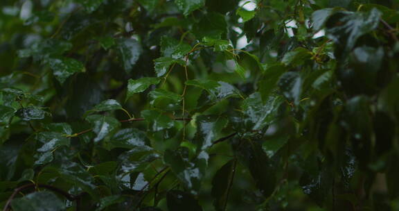 雨落在植物叶子