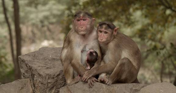 猴子正在哺乳