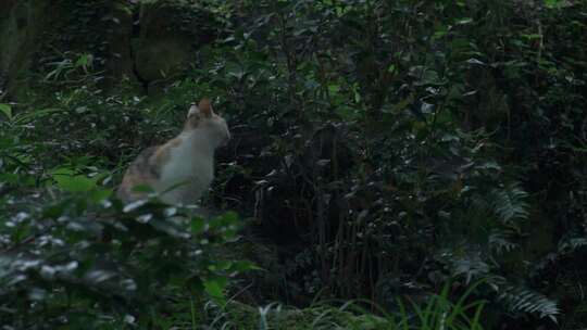 树林里的野猫