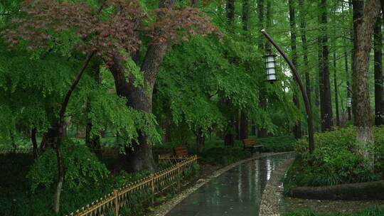 172 杭州 风景 下雨天 树叶 小道 公园